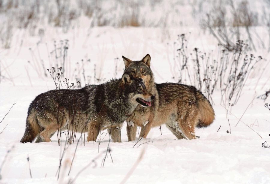 Wolves spotted in the Chornobyl Exclusion Zone.